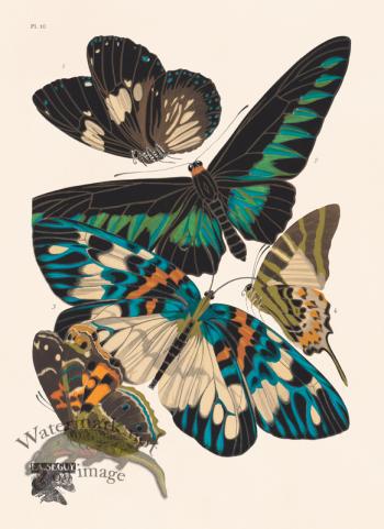 Seguy Butterfly 10
